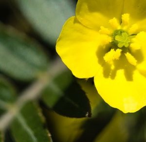 Tribulus Terrestris Para Que Serve? Quais Os Benefícios? Veja Agora!